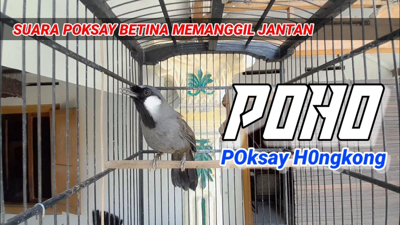 SUARA PANGGILAN POKSAY BETINA MERAYU JANTAN // pasti jantan ikut gacor #poksay #poksayhongkongjantan