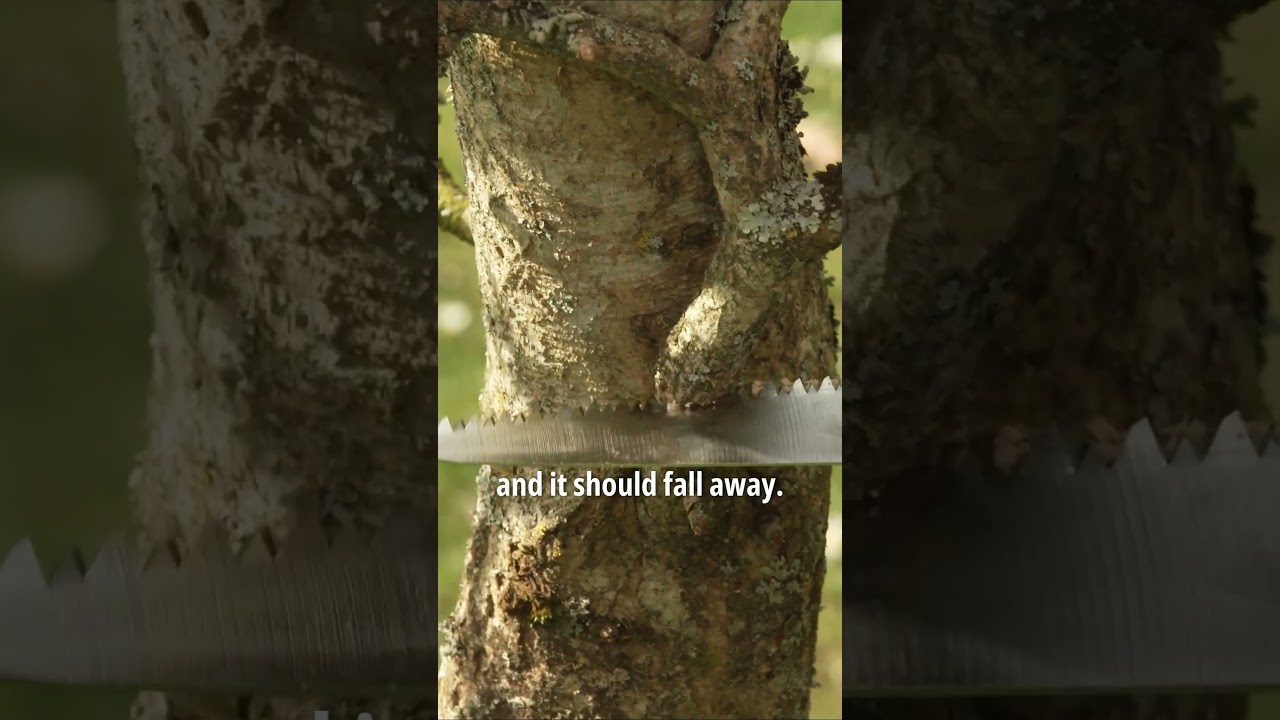 Don&rsquo;t Prune Every Tree the Same Way ❌