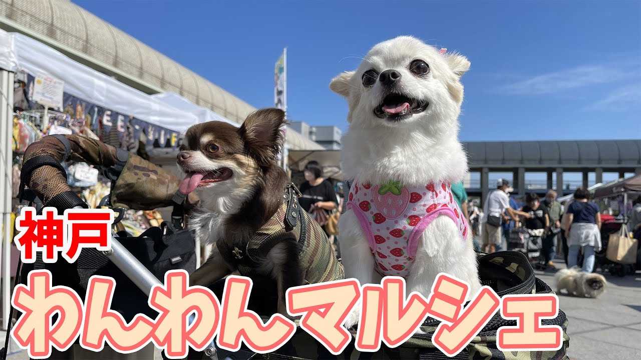 犬のビッグイベント！神戸・わんわんマルシェに視聴者さんも大集結！！【神戸弁でしゃべる犬】