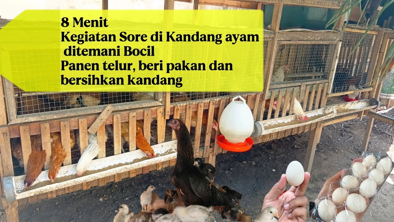 8 Menit; ikuti Kegiatan sore kami di Kandang ayam Panen telur, beri pakan dan bersihkan kandang