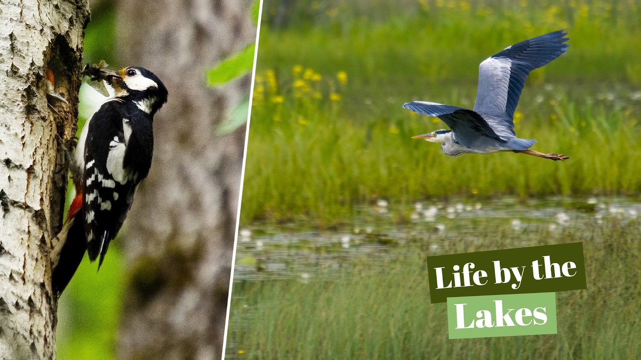 Among Lilies & Lapwings – Peaceful Nature Photography in Sweden