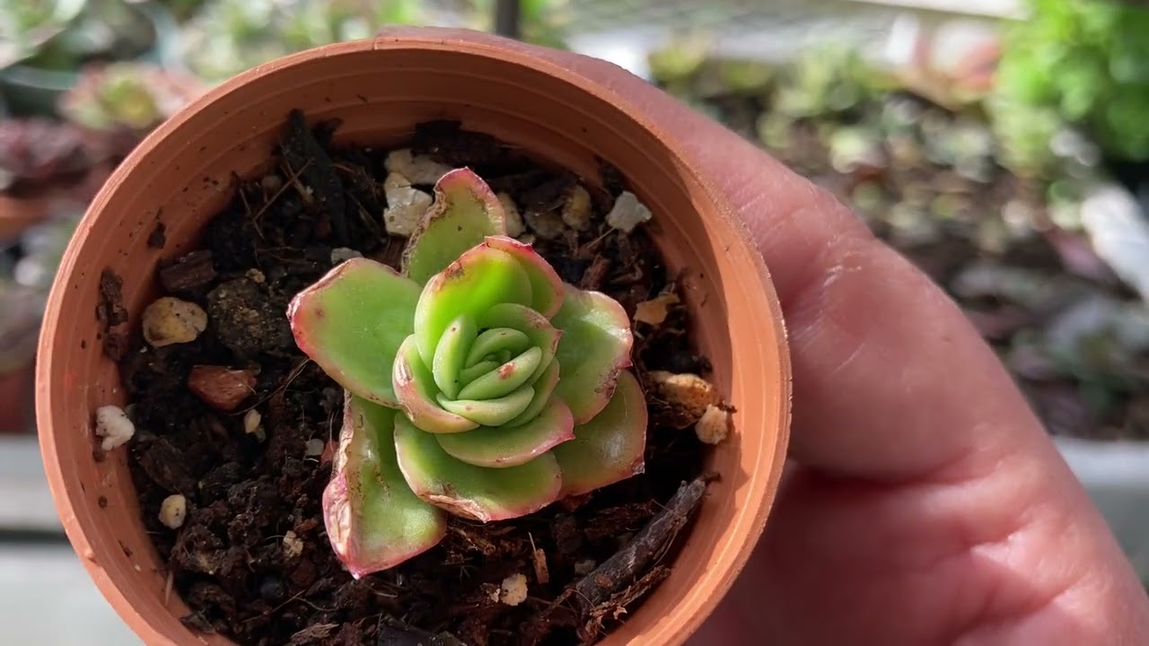 İlk kargo Çanakkale’ye🌸🧿❤️ #sukulent #sukulentçeşitleri #echeveria #crassula #sedum #sukulentbakimi 