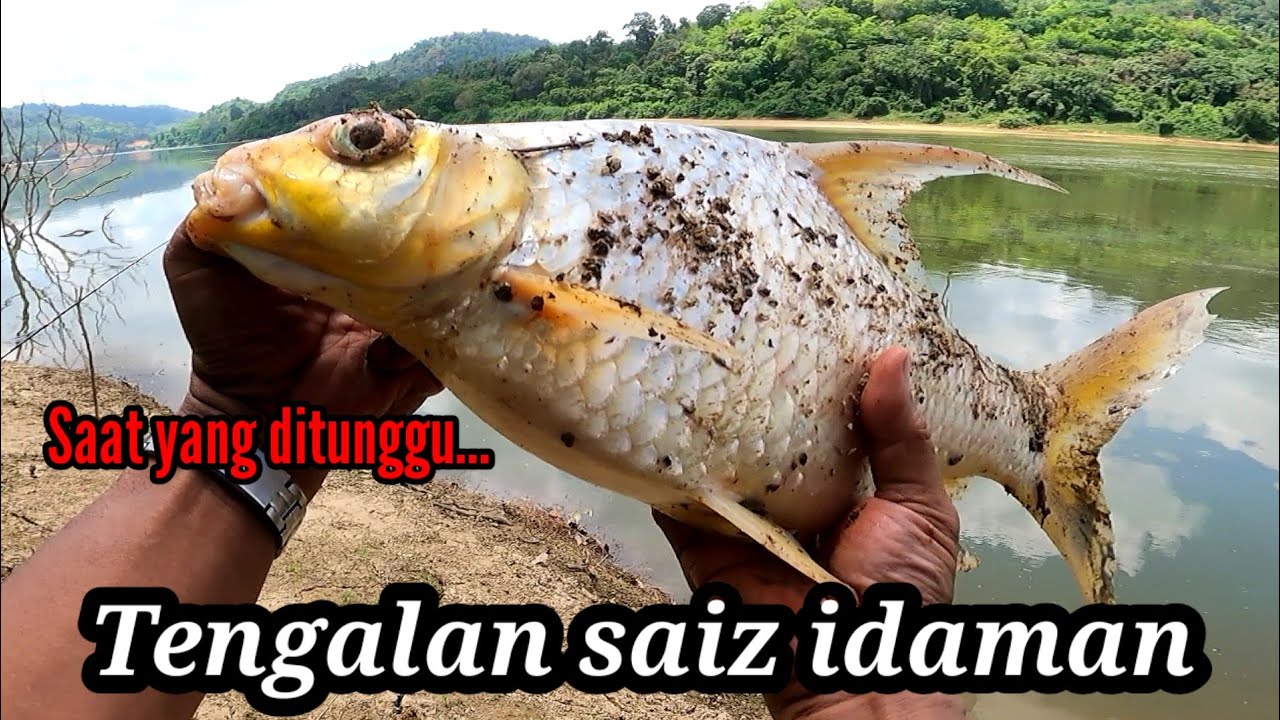 Tengalan Saiz sedap gulai❗Mancing ikan sungai pahang