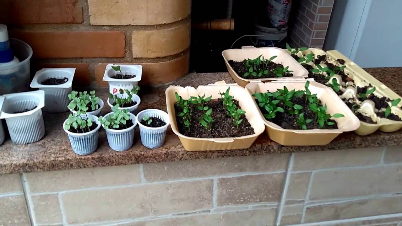 Frut&iacute;feras no vaso - cabeludinha