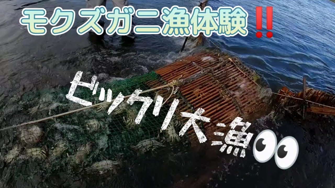 こんなに捕れるの‼️モクズガニ漁体験♪