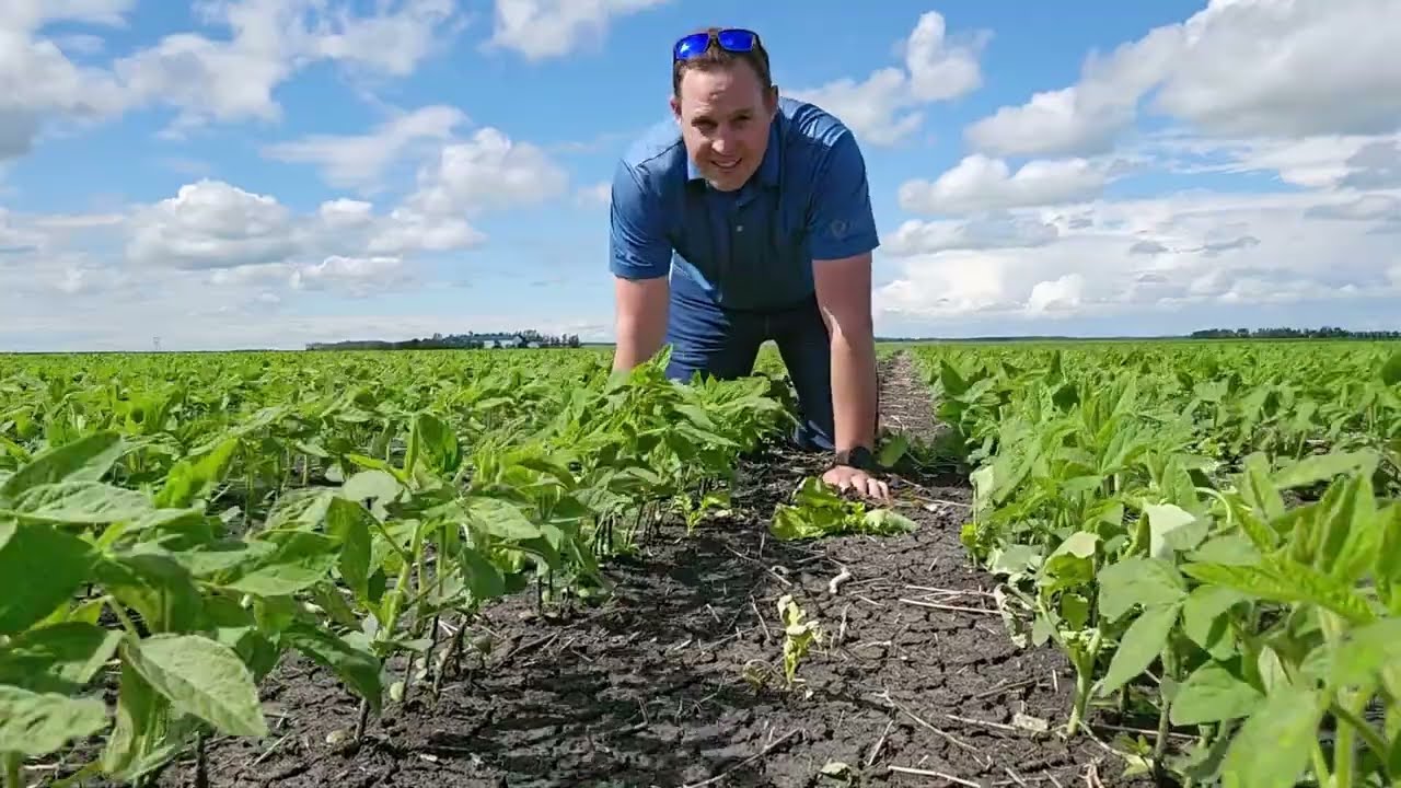 Why Soybeans Are Going To Have A Better Result Than The Edmonton Oilers