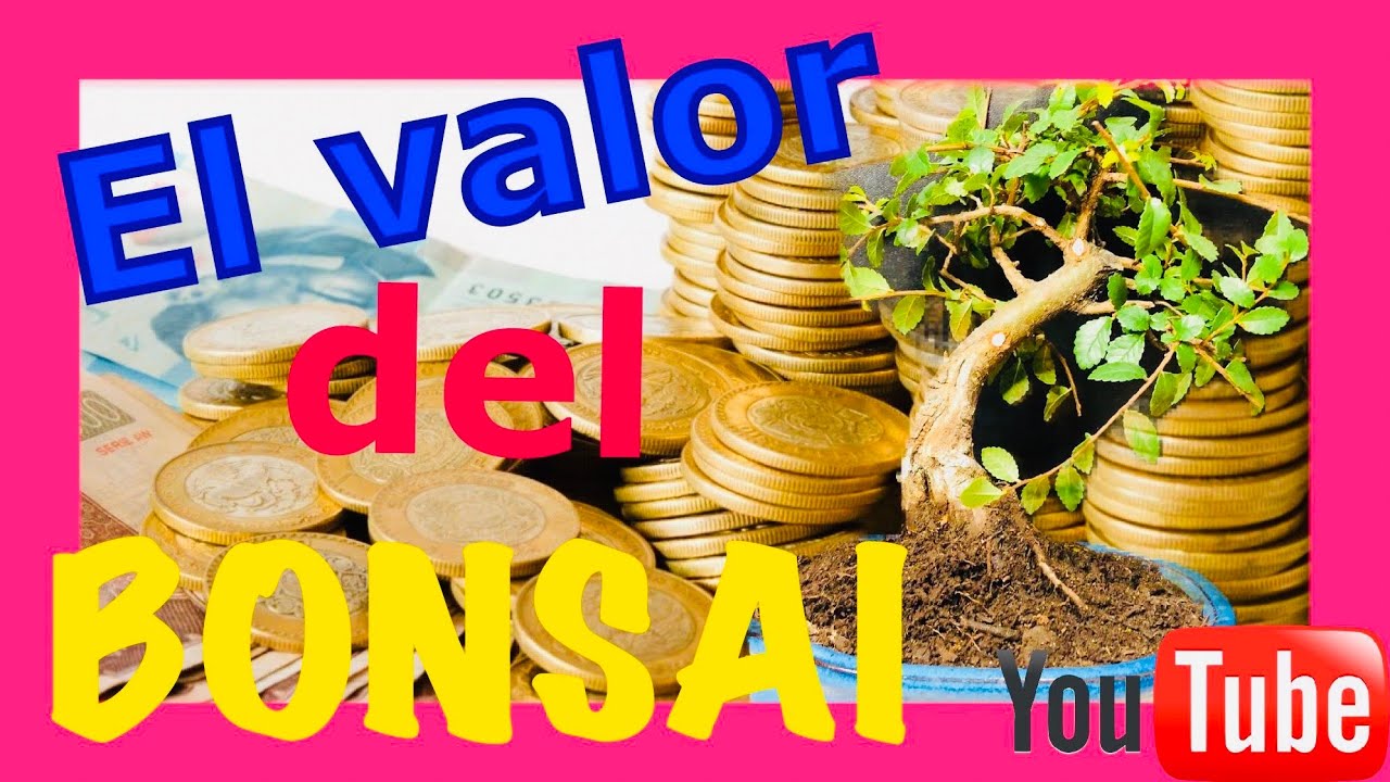 💰💰 El precio y el valor del  BONSAI 💶💶