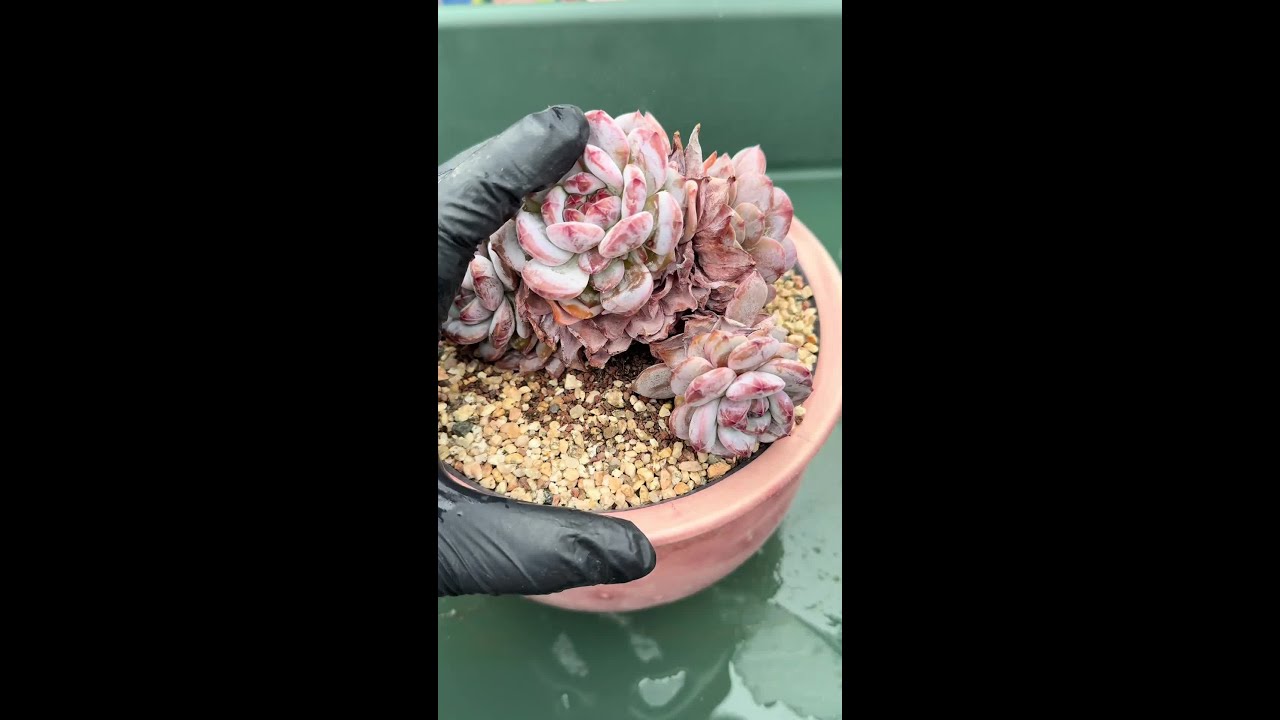 多肉撸枯叶 温柔撕掉岁月的褶皱，...轻重啦～