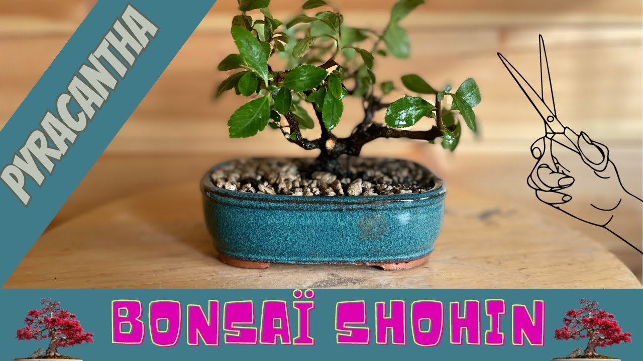 SHOHIN BONSAÏ 🌳PYRACANTHA 🌳