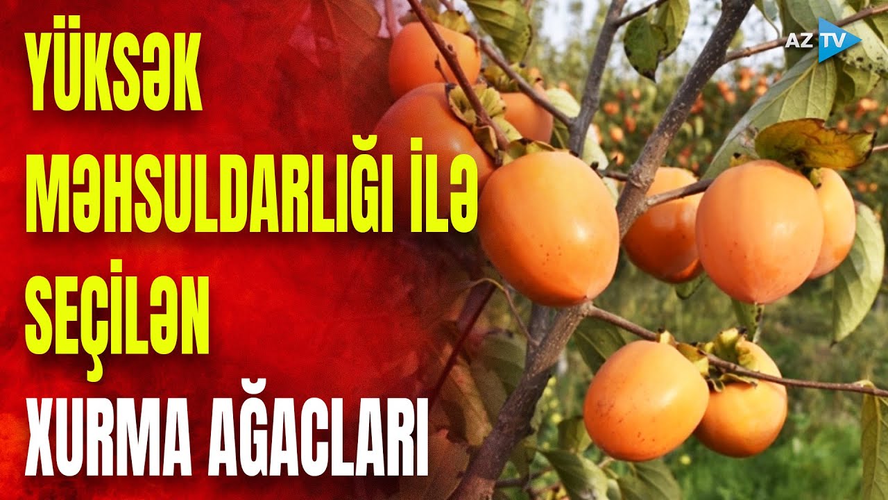 Bu xurma ağacları yüksək məhsuldarlığı ilə məşhurdur: Göyçaydan görüntülər