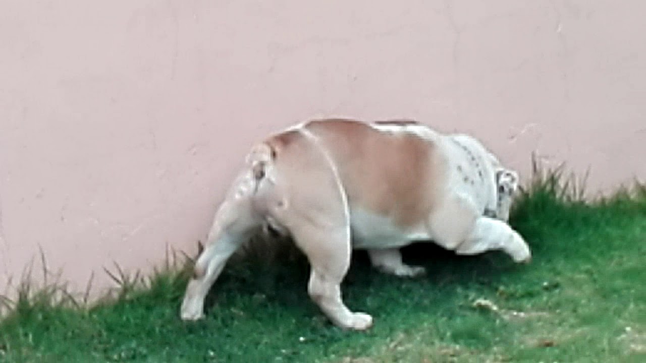 Bulldog ingles macho BOSSE