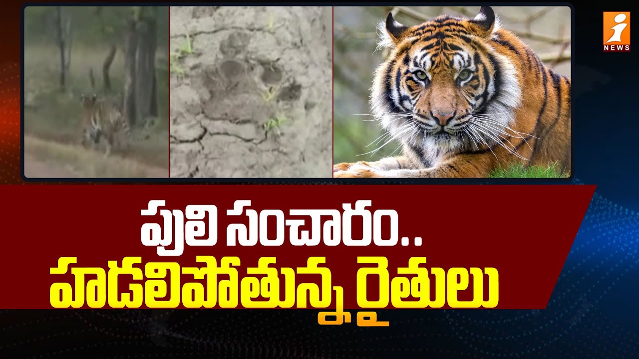పులి సంచారం.. హడలిపోతున్న రైతులు | Tiger Hulchul in Rajapet | Yadadri District | iNews