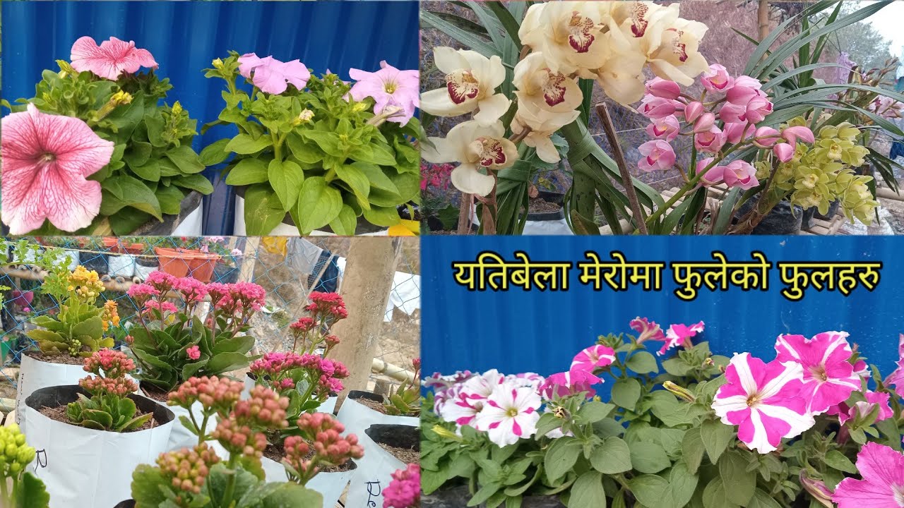 यस्तै छ है अहिले चाहिँ 