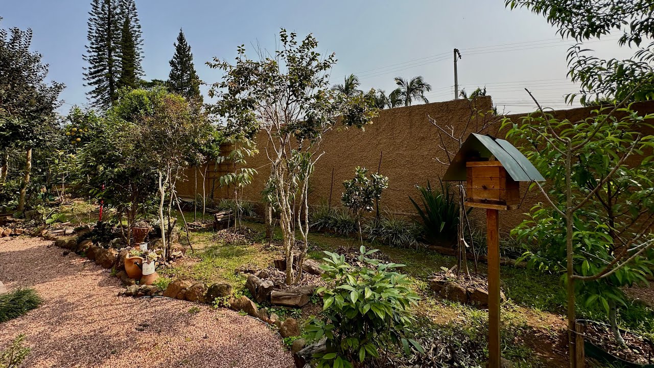TOUR pelo meu POMAR DE FRUTAS e SUCULENTAS no JARDIM