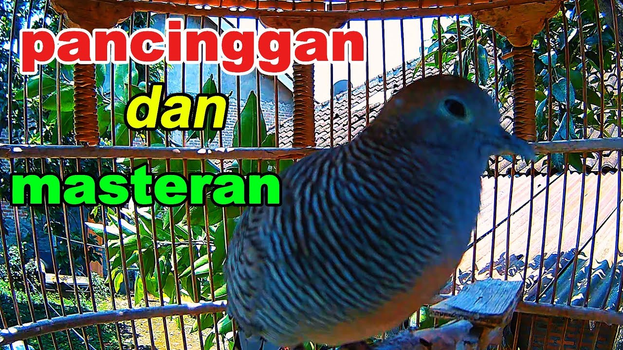 perkutut lokal gacor #perkutut #viral #shorts