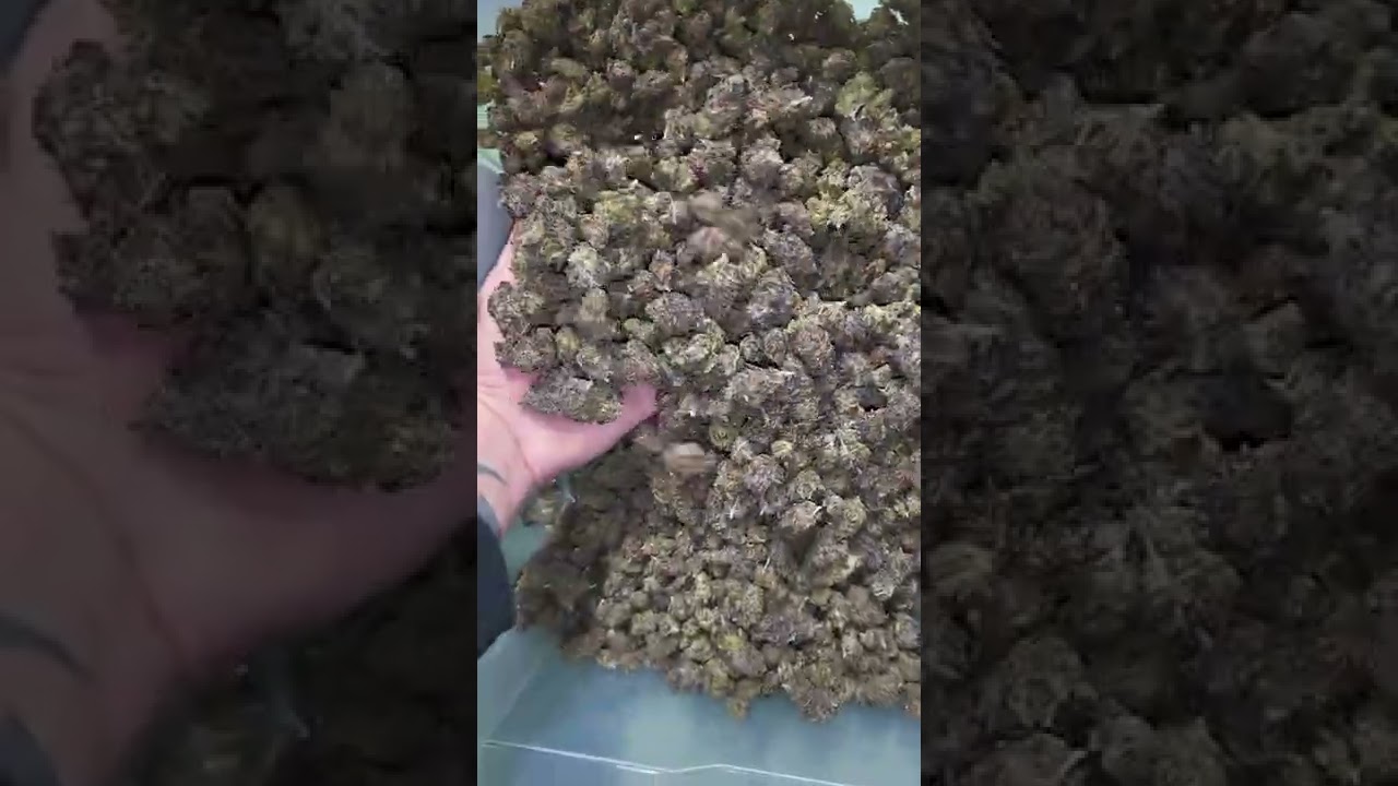 Poison Gushers 19.3 Thc 2.28 Terp