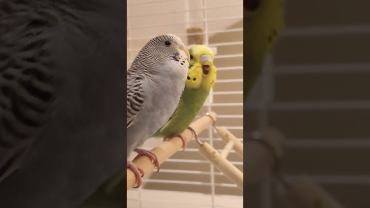 Budgie yawning