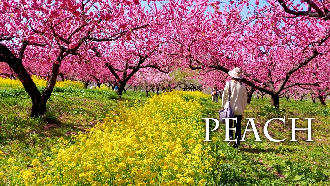【PEACH blossoms】 The world was covered with Peach blossoms.福島、群馬で花桃が満開 #4K