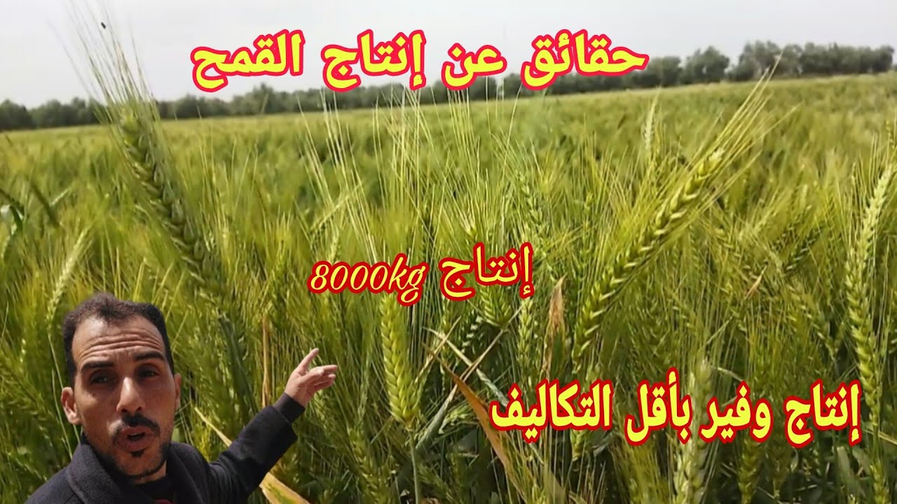 حقائق ومعلومات عن إنتاج القمح اللين فارينة وما هو اجود الاصناف كم تكلفة الهكتار وكم ينتج