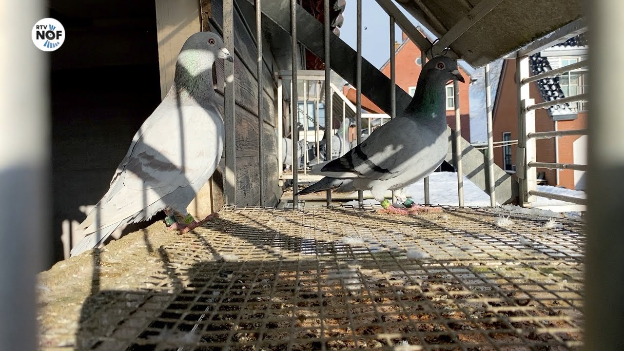Duivenhouders geschokt na dubbele diefstal in Harkema