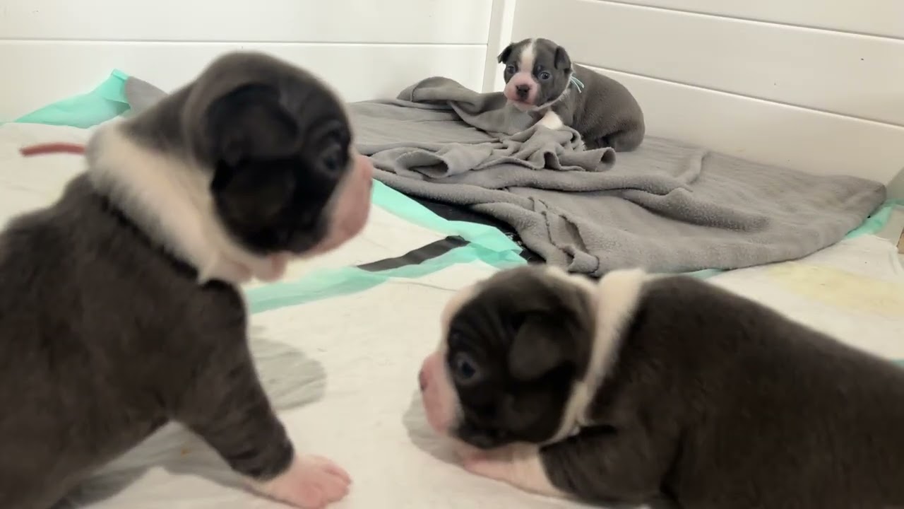 Frozen litter week 4