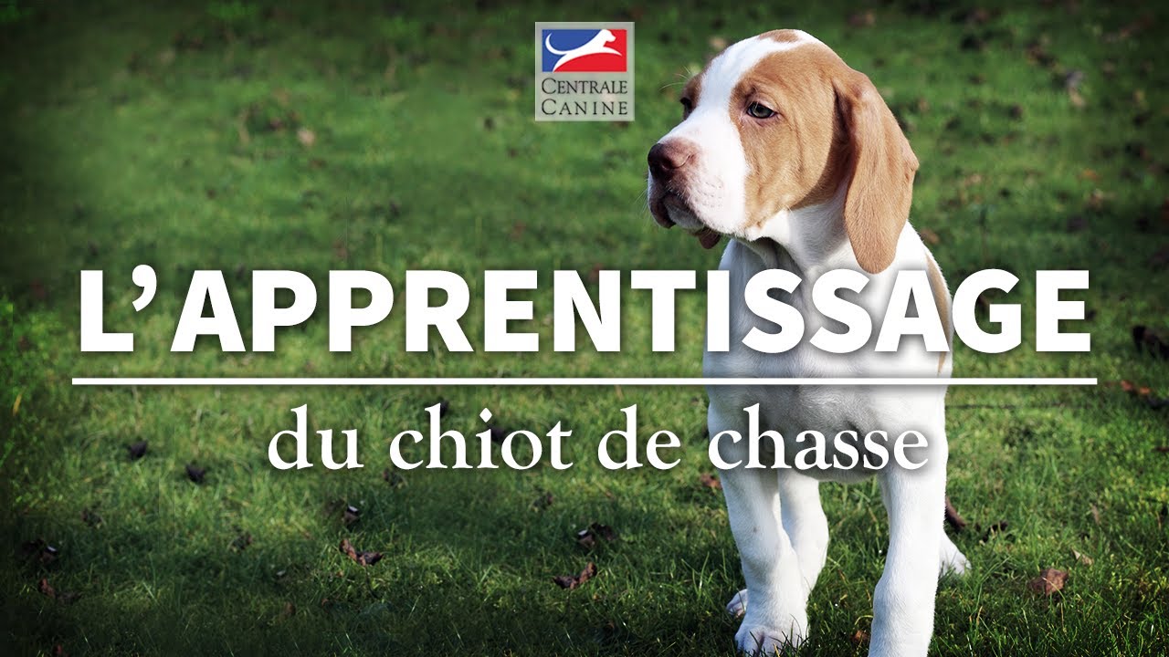 L'APPRENTISSAGE DU CHIOT - Chiens de chasse Ep 2