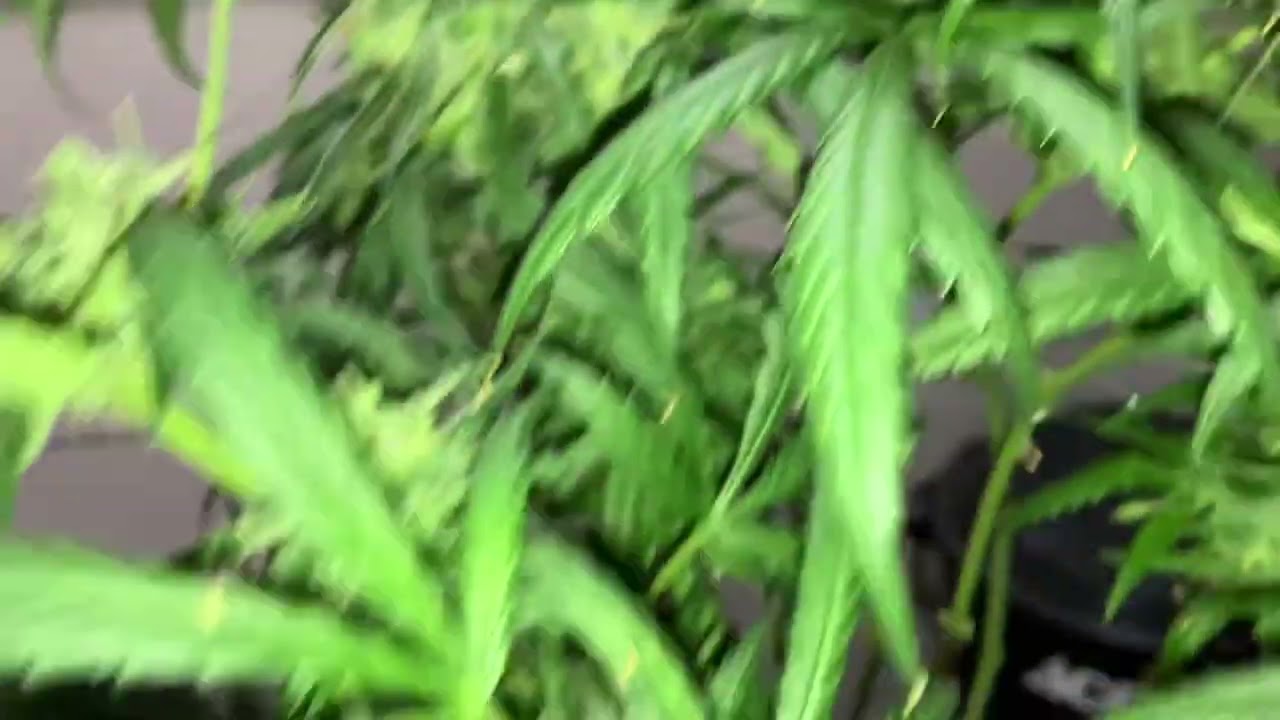Afghan auto end of week 4