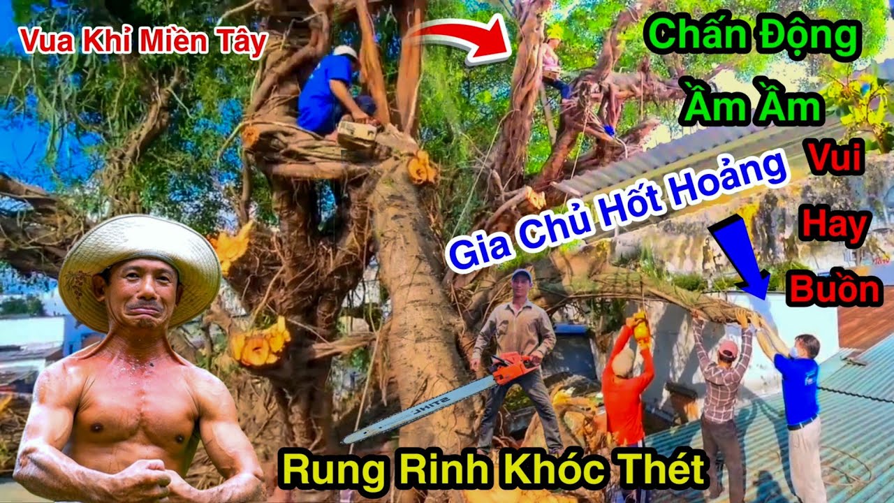 Chấn Động Nóc Nhà Ầm Ầm Gia Chủ Khóc Thét Vua Khỉ Cưa Cây Sộp Linh Thiêng 200 Năm Phát Hiện Điều Gì