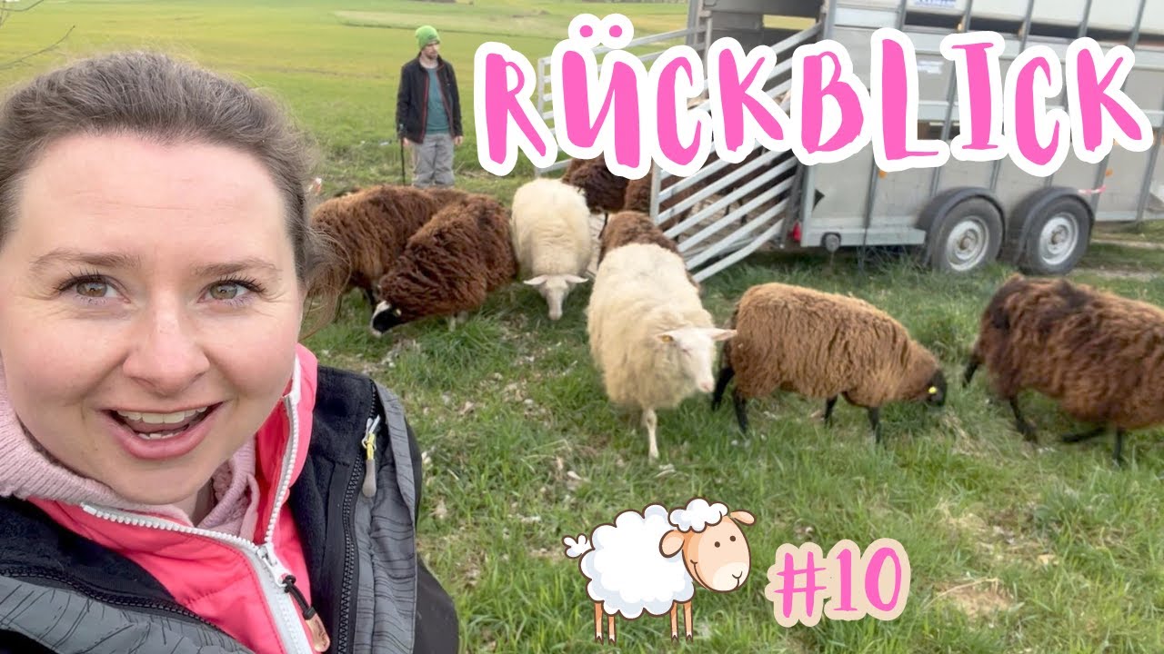 #10 Klauenpflege bei Schafen | Besuch auf der Schafwiese | ein Rückblick ins letzte Jahr
