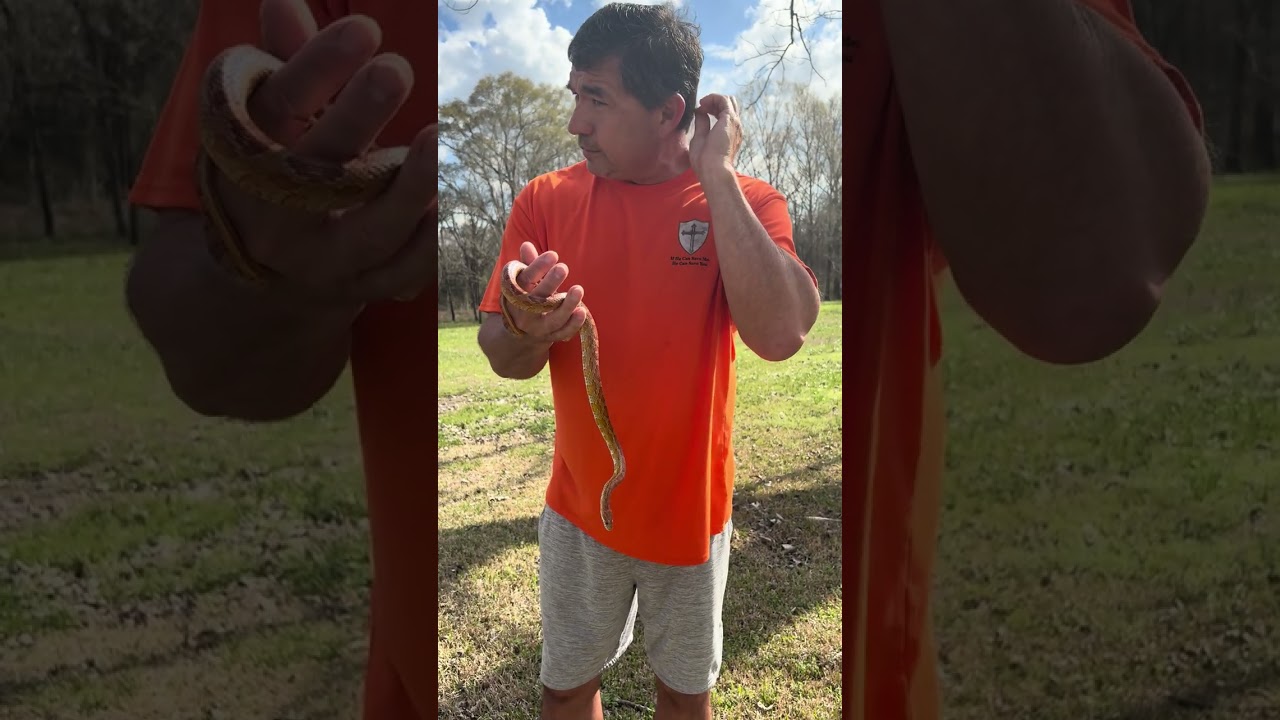 Springs here.  A little snake education.  #inhisnameoutdoors #wildlifemanagement #snake 