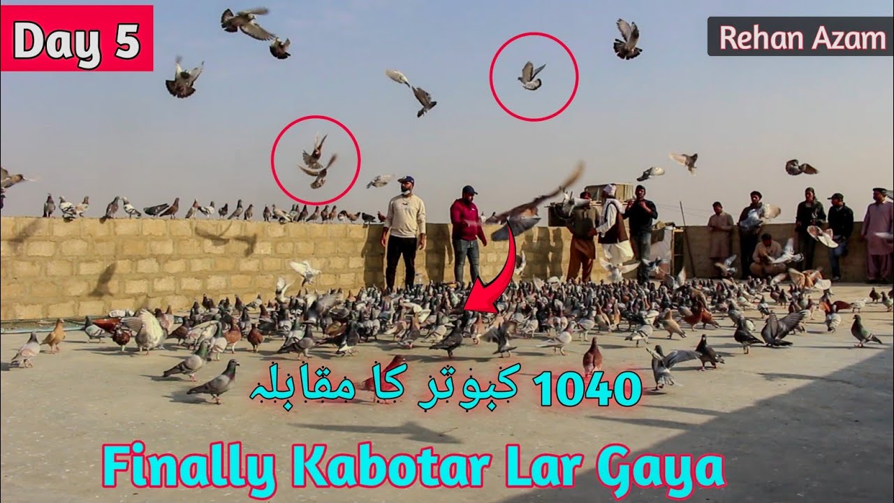Day 5 | 5 Din Badd Pheli kushti Ho Gai | Khalifa Abid VS Kahlifa Naju | 520 Kabotar Larai |
