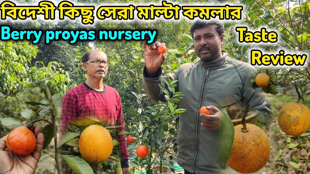 বেরীপ্রয়াস নার্সারির বিদেশি সেরা কিছু মাল্টা - কমলার taste review. Best sweet Mandarin. 