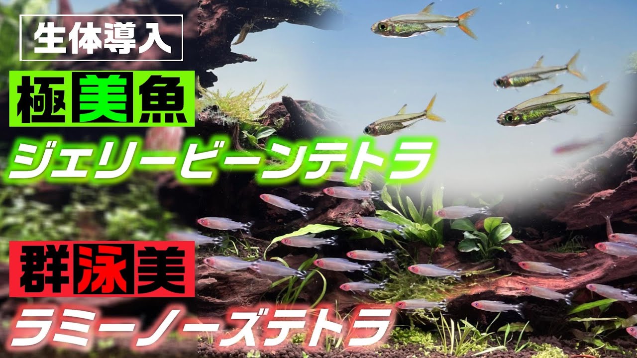 【熱帯魚】90cm水草水槽で圧巻の群泳！飼育もしやすい2種の特徴も紹介#aquarium #アクアリウム #水草水槽 #熱帯魚#テトラ