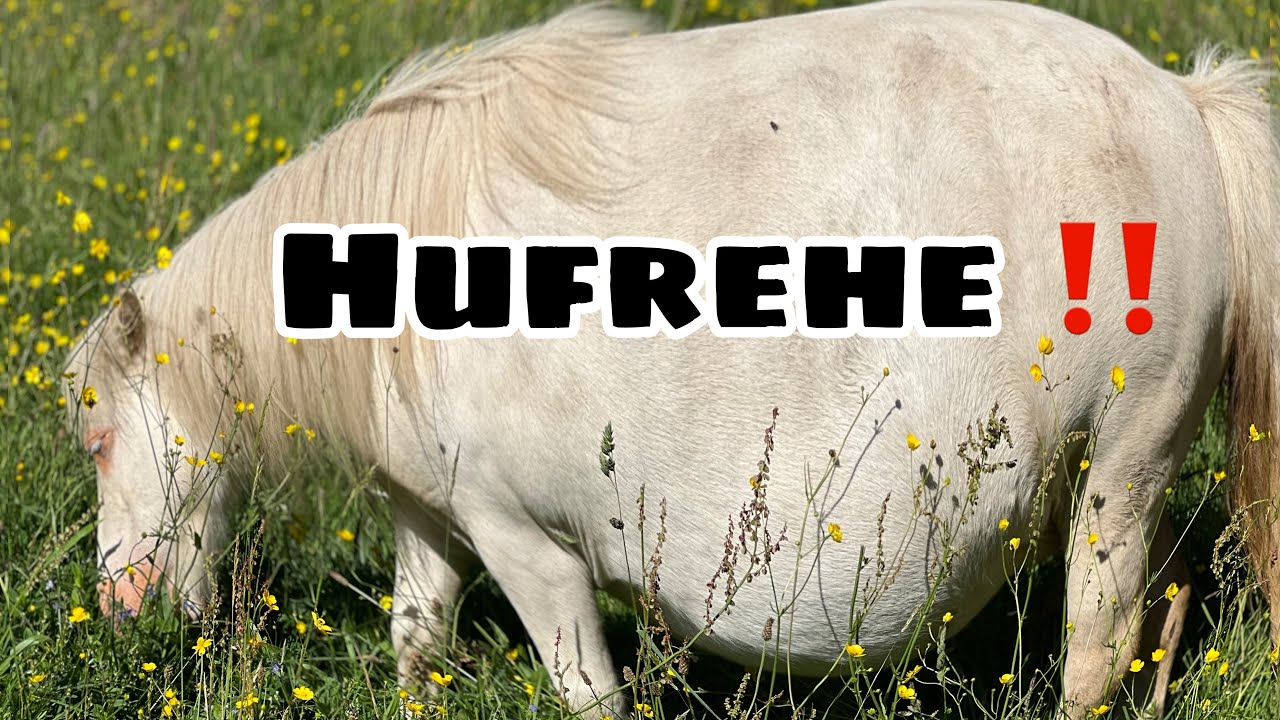 ALLE Ponys sind zu DICK und haben Hufrehe 😱😱😇
