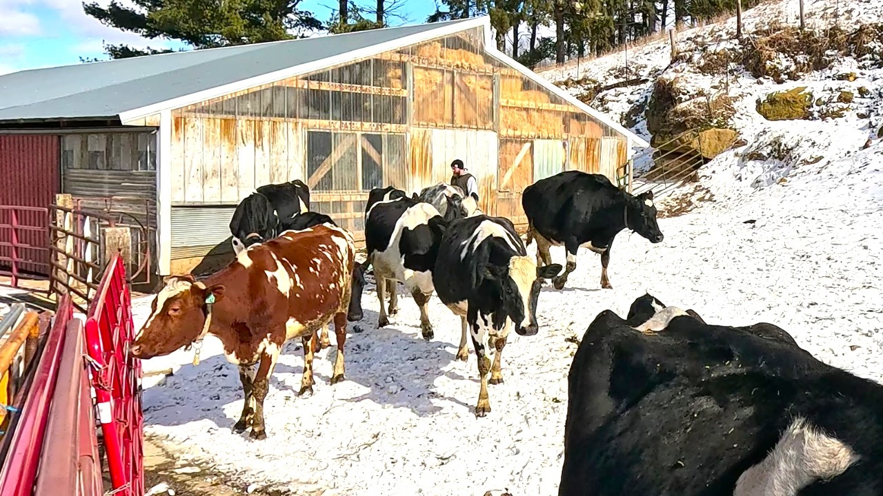 The Secret to Keeping Cattle Warm! The Best Cow Comfort Techniques for Cold Weather!