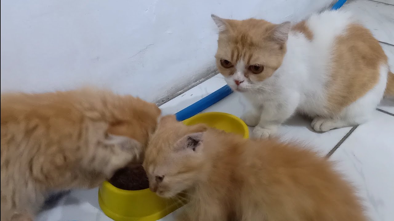 かわいい猫と子猫が一緒に食べています