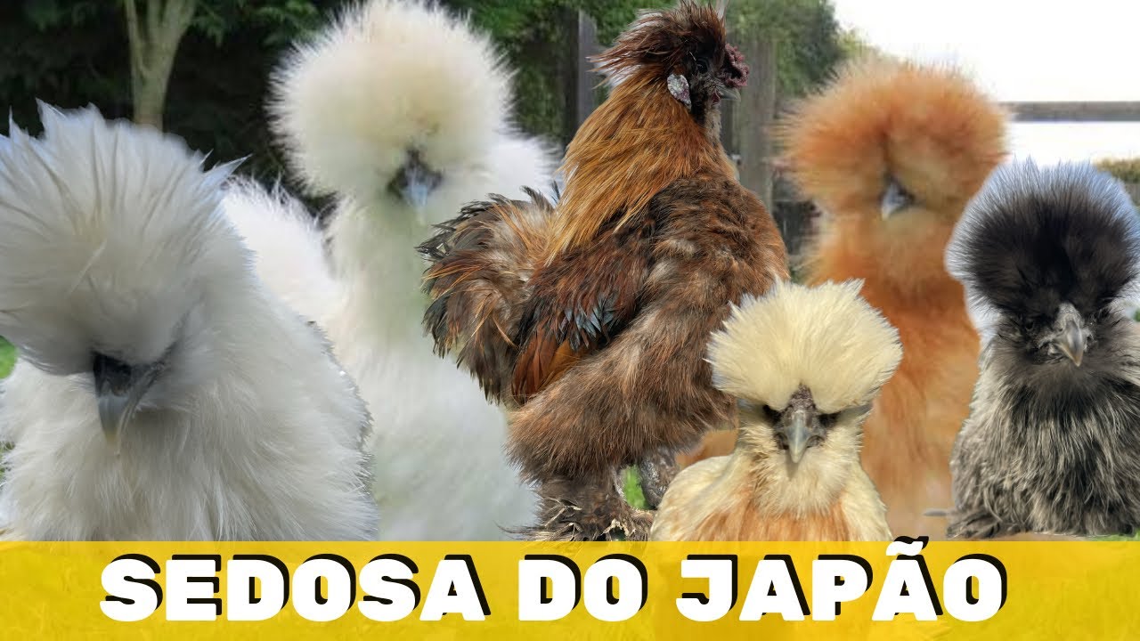 GALINHA SEDOSA DO JAPÃO - VARIEDADES E CARACTERÍSTICAS