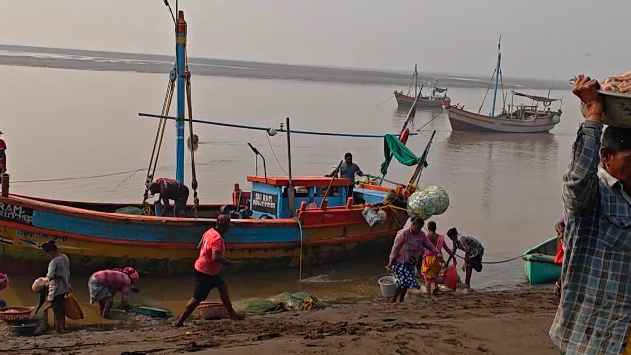 Bombil fish drying process at Onjal Machhiwad in Navsari