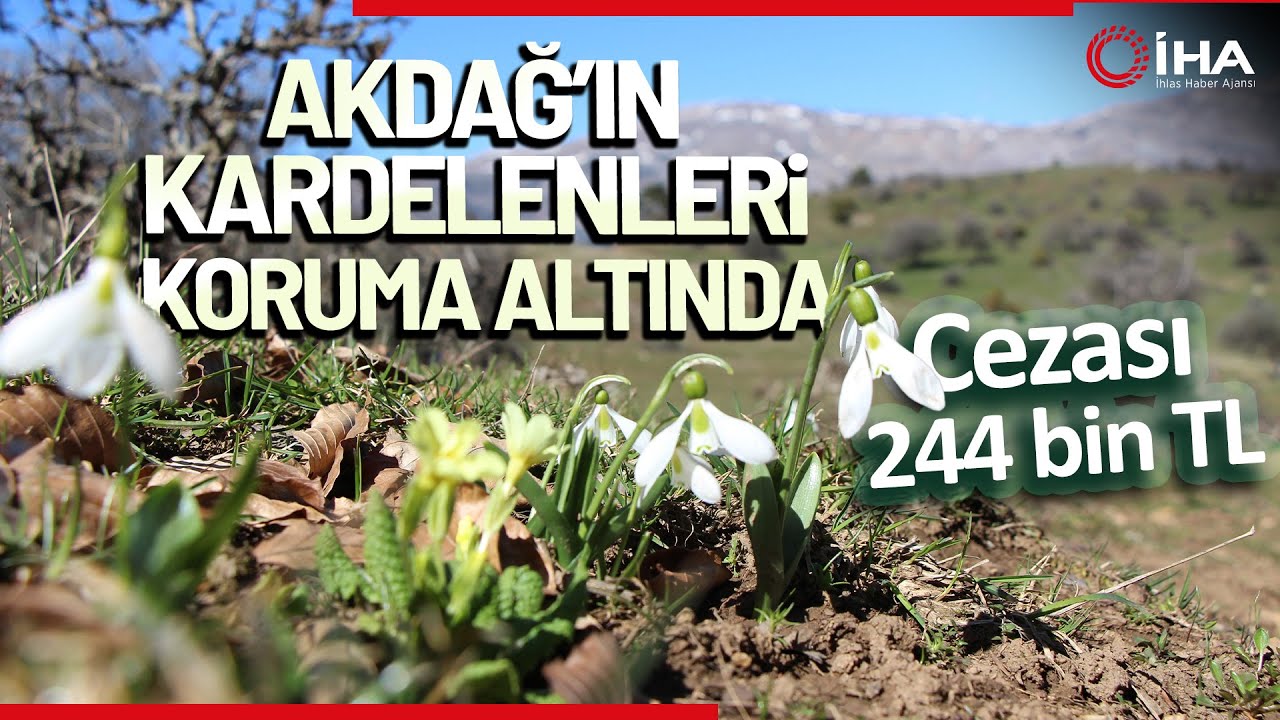 Bu Çiçeği Koparmanın Cezası 244 Bin TL