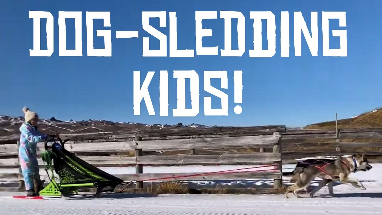 Kid mushers and their sled dogs race for glory