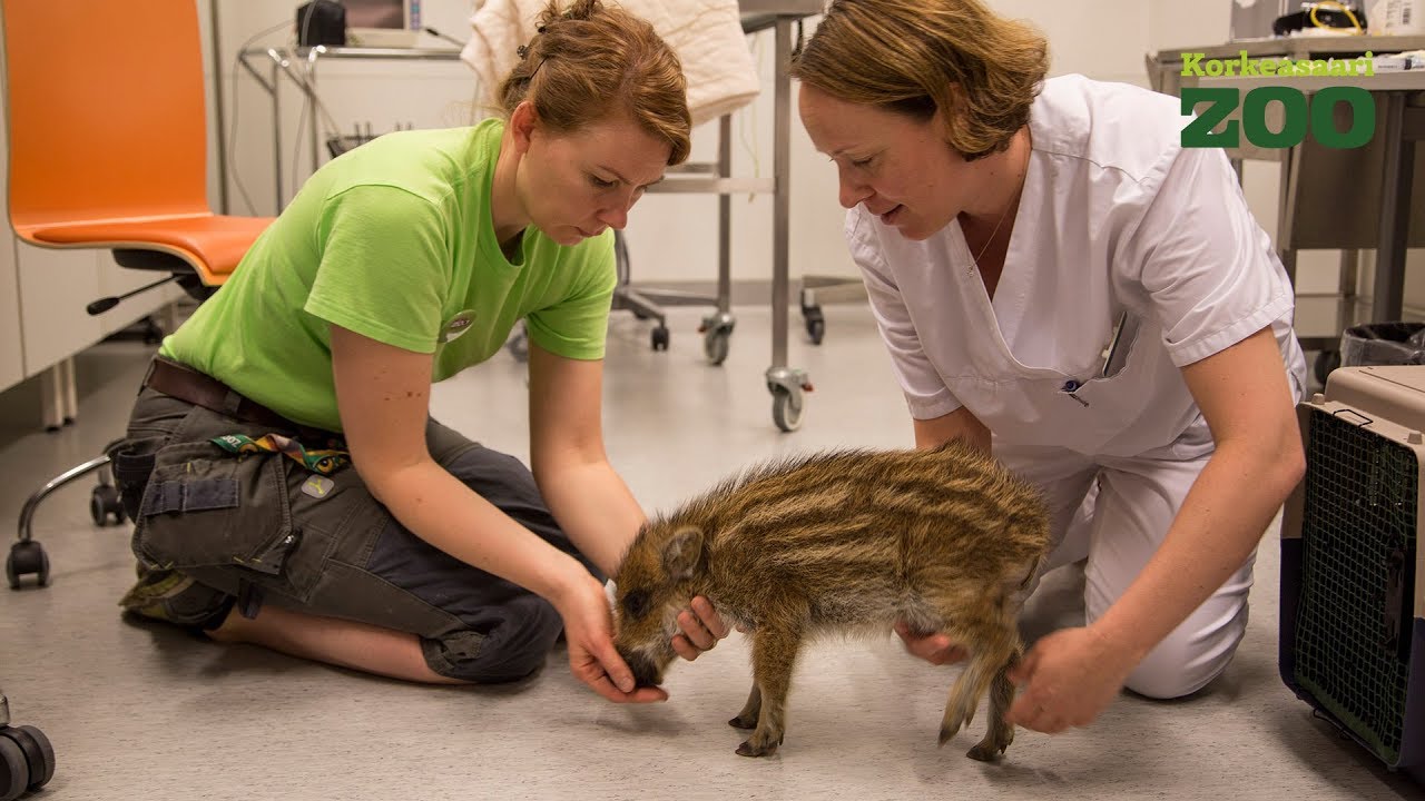 Korkeasaaren villisikaporsas magneettikuvauksissa