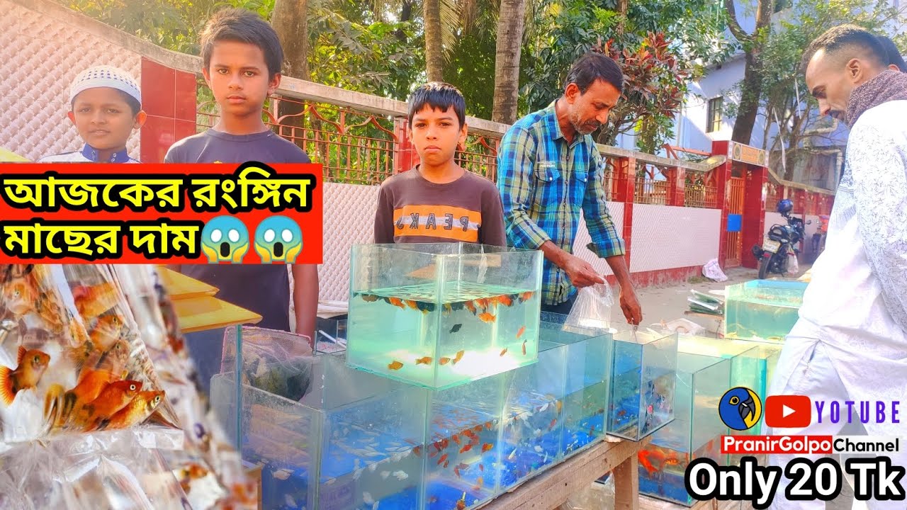 25 টাকায় 🔥মাছ ও অ্যাকুরিয়াম কিনুন | aquarium fish price in bangladesh | Noyabati fish market 2023