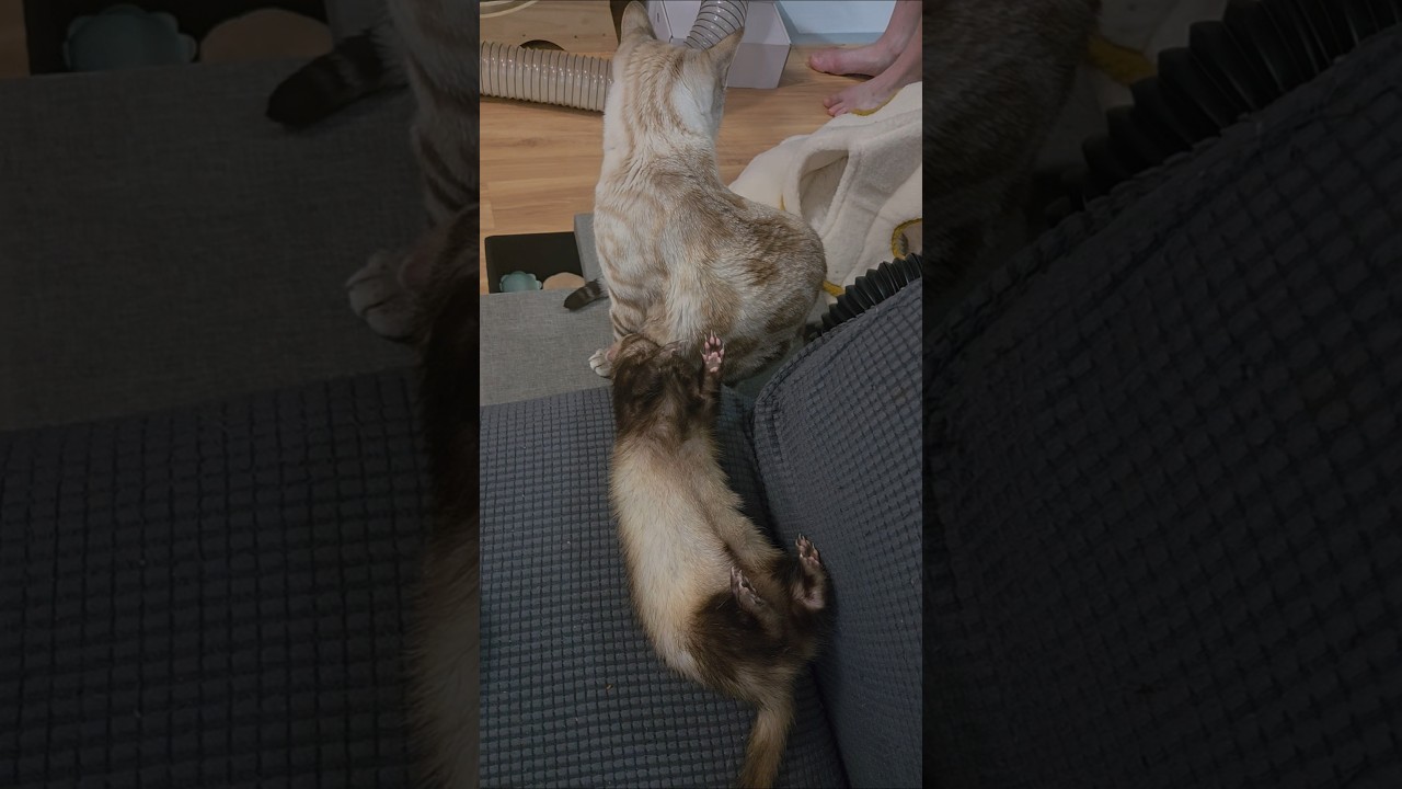 Появилась новая кошачья принцесса.