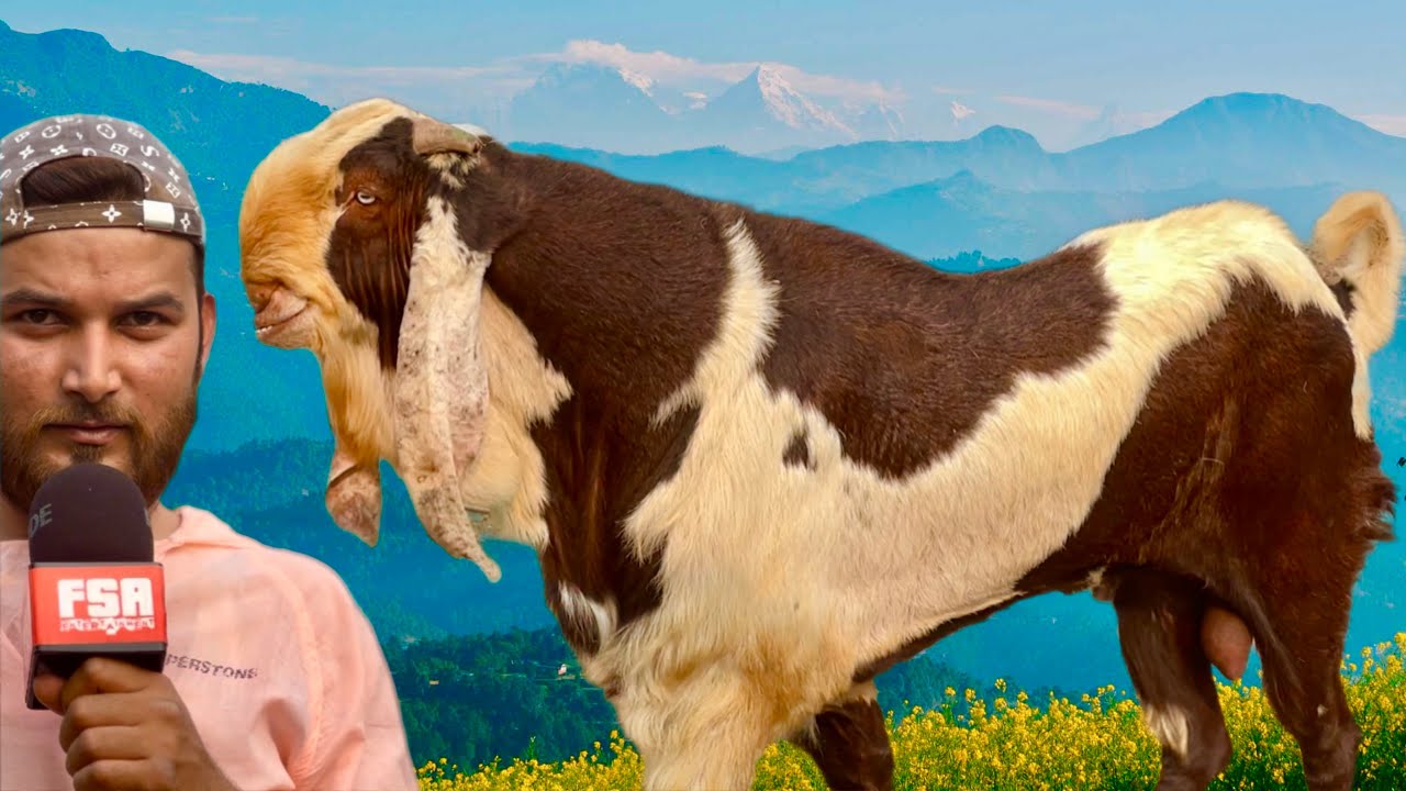 Biggest Punjabi Beetal Goats Upto the 132 KG at MD Goat Farm