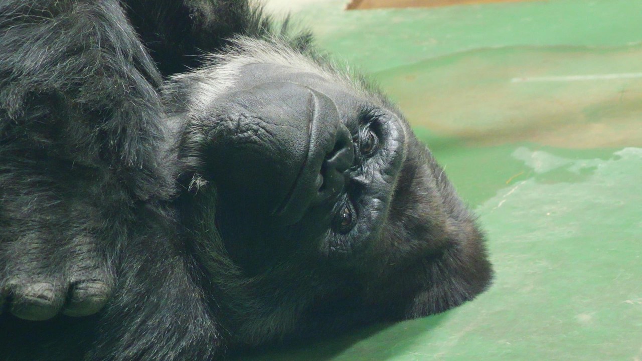 サンタのあくびとモンタとモモカ　千葉市動物公園　チンパンジー　ゴリラ　202602