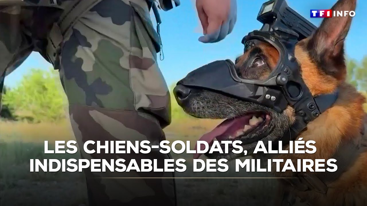 Les chiens-soldats, des alliés indispensables pour les militaires français｜TF1 INFO