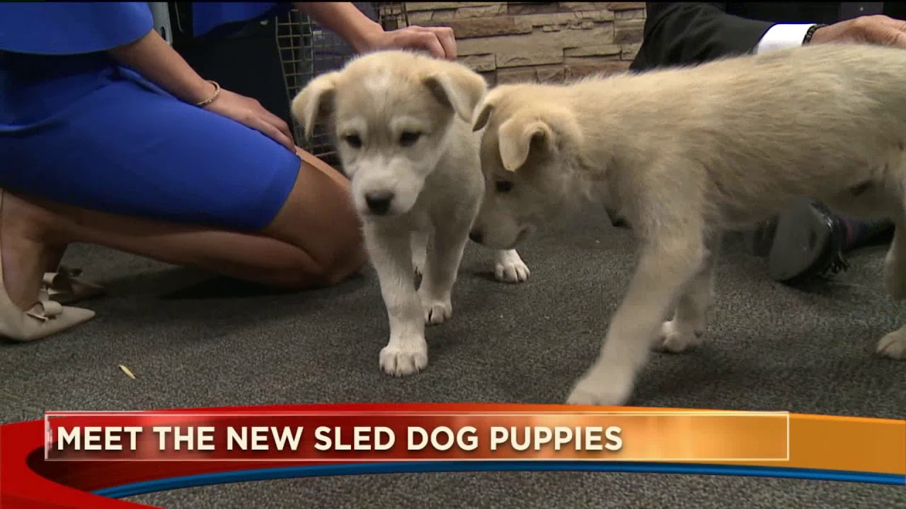 Meet the sled dog puppies from Snow Mountain Ranch