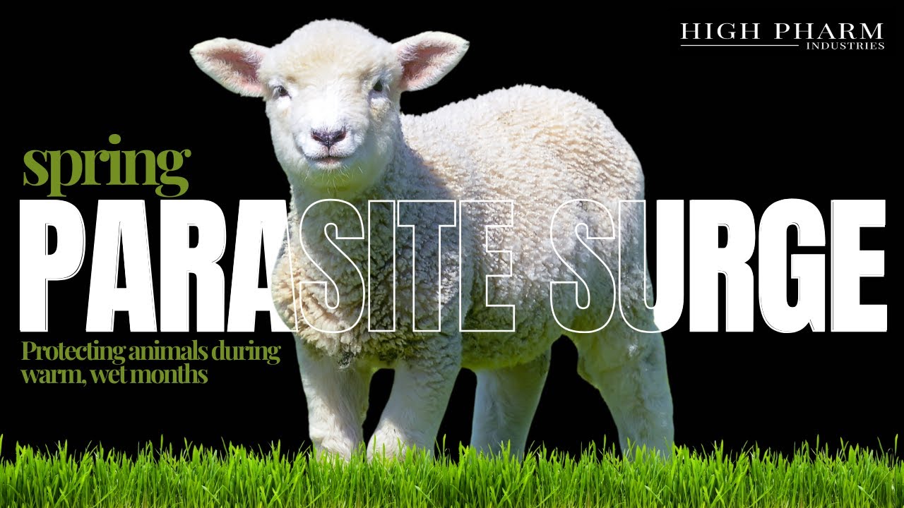 Spring Parasite Surge: Protecting Animals During Warm, Wet Months