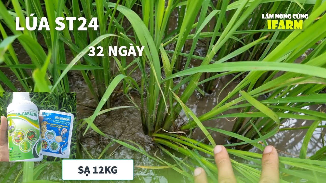 LÚA ST24 32 NGÀY NỞ BỤI TỐT - BÓN PHÂN NUÔI CHỒI ST24 | BẾN LỨC - LONG AN