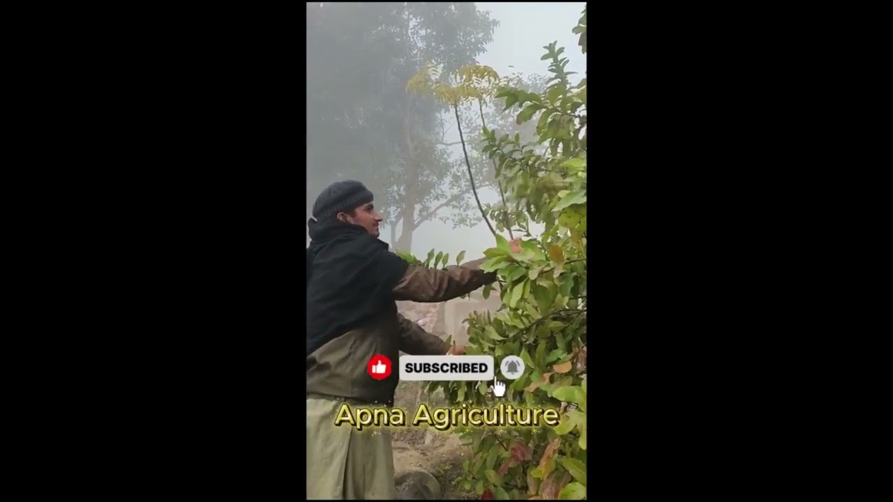 Guava ka Mausam ApnaAgriculture #GuavaSeason #GuavaFarming